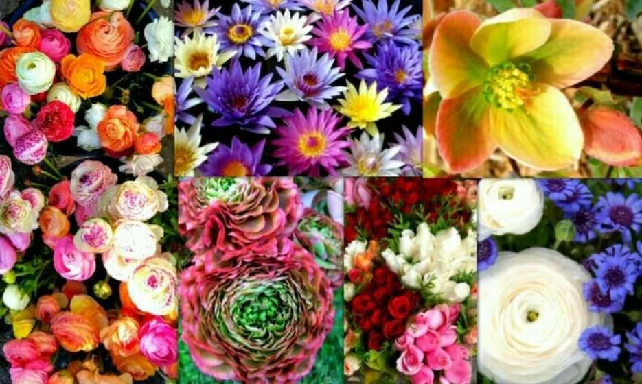 flores puzzle online a partir de foto