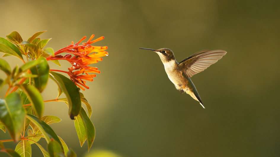 colibrí rompecabezas en línea