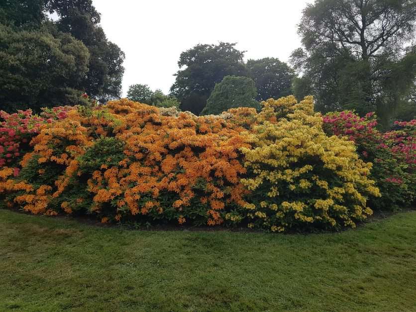 Botanická zahrada v Edinburghu - 7 online puzzle