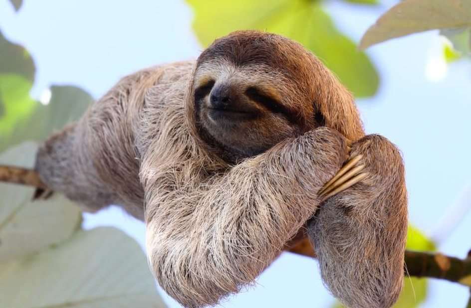 sloth puzzle online from photo