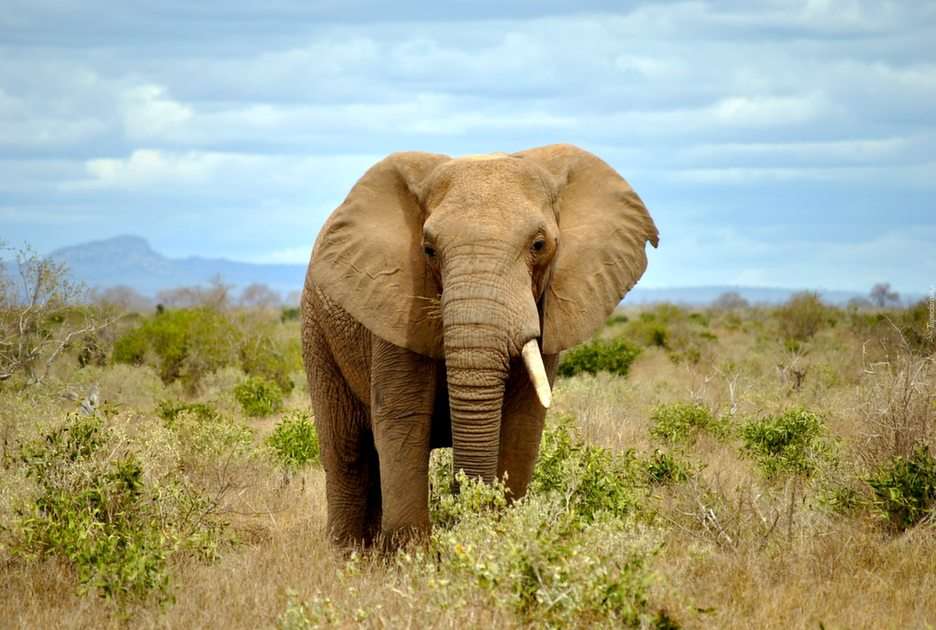 ελέφαντας online παζλ