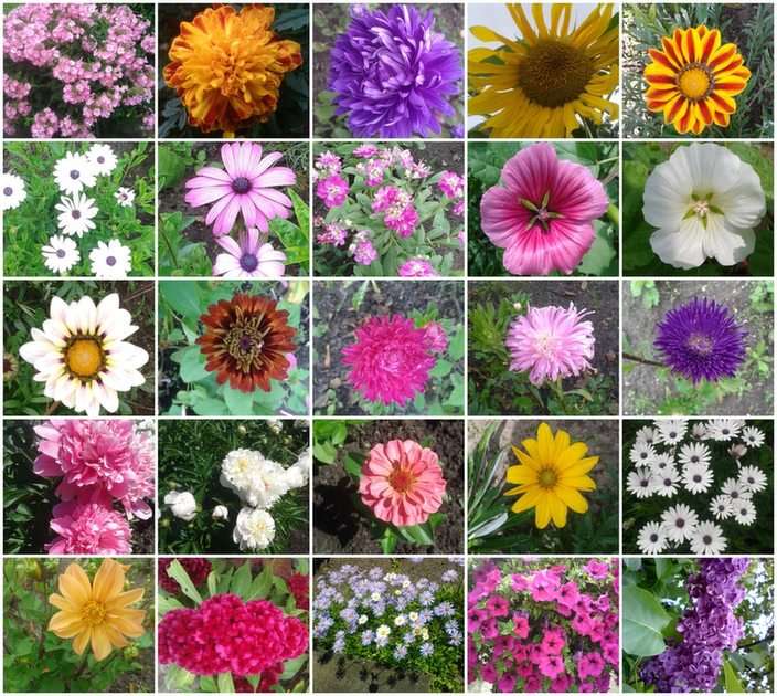 Blumen Online-Puzzle