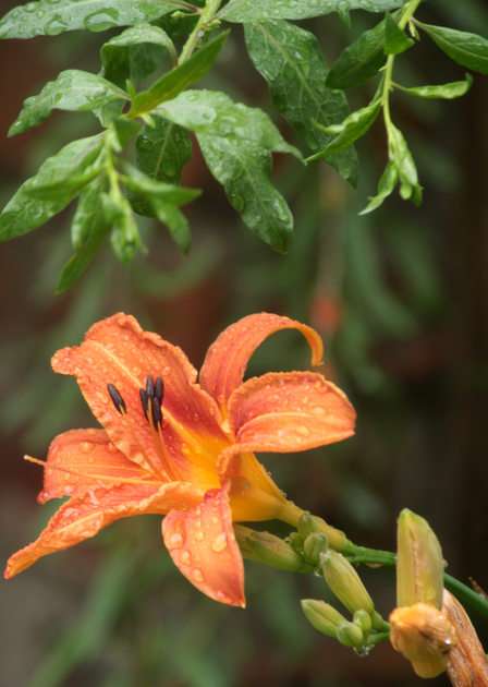 day lily puzzle online from photo