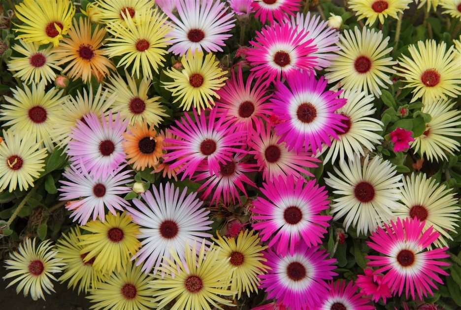 Blumen puzzel online van foto