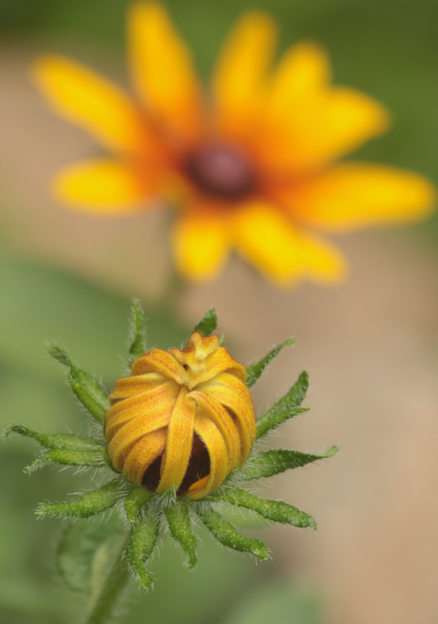 rudbeckia puzzle online from photo