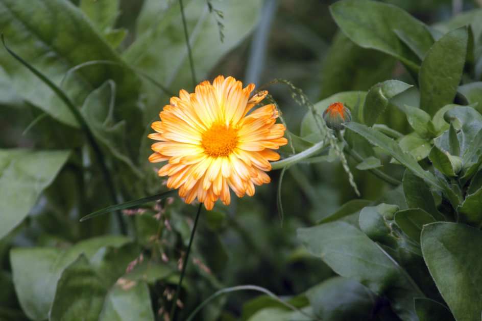 calendula puzzle online from photo