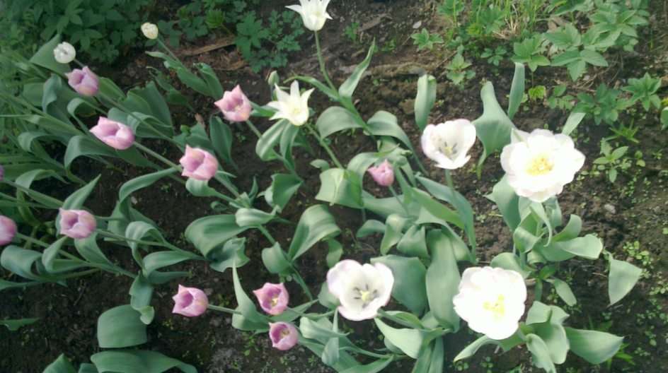 Selishche Tulpen puzzel van foto