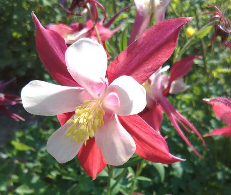 λουλούδι του αετού παζλ online από φωτογραφία