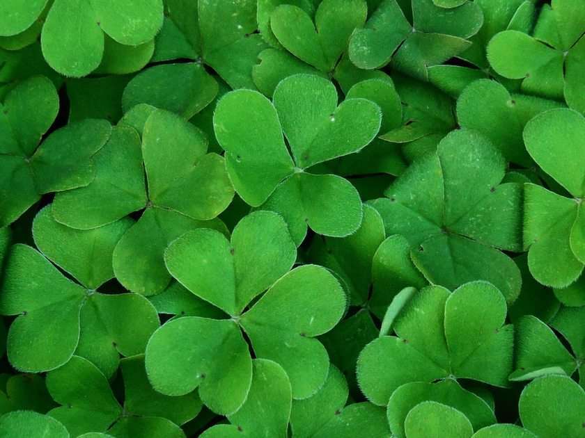 shamrock puzzle online from photo