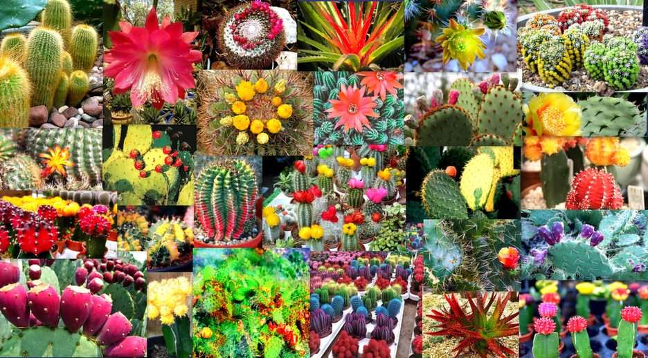 kvetoucí kaktusy online puzzle