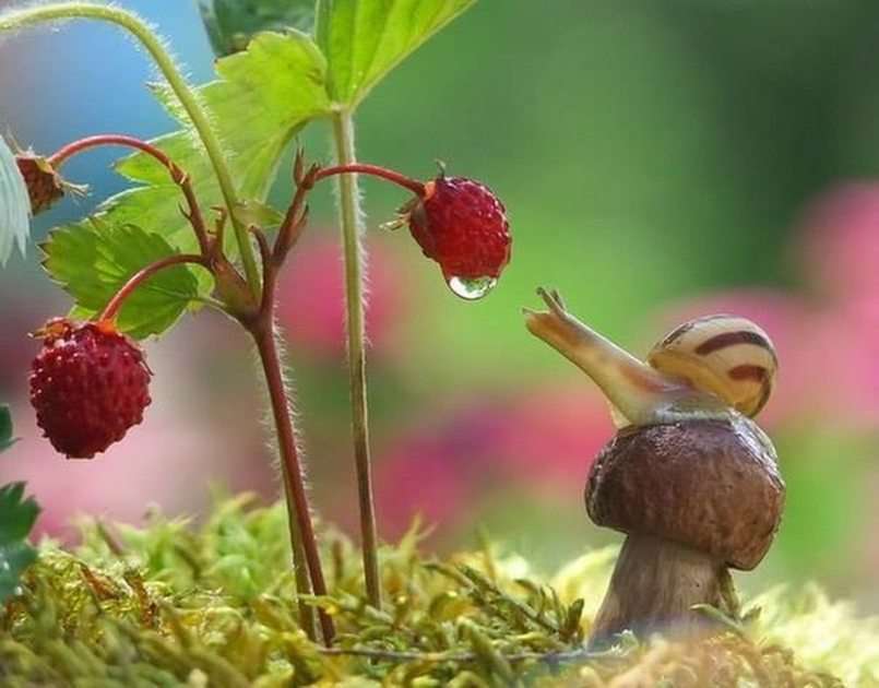 A snail puzzle online from photo