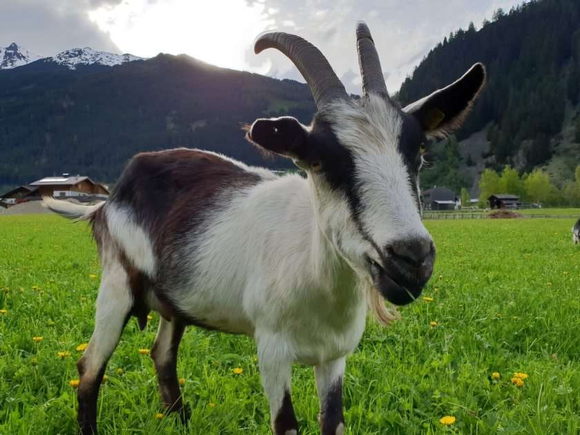 Goat online puzzle