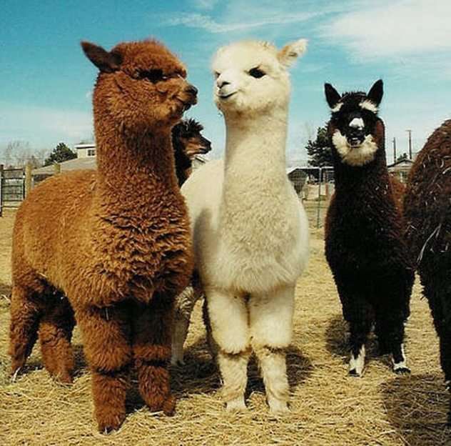 Llamas for Life! puzzle online
