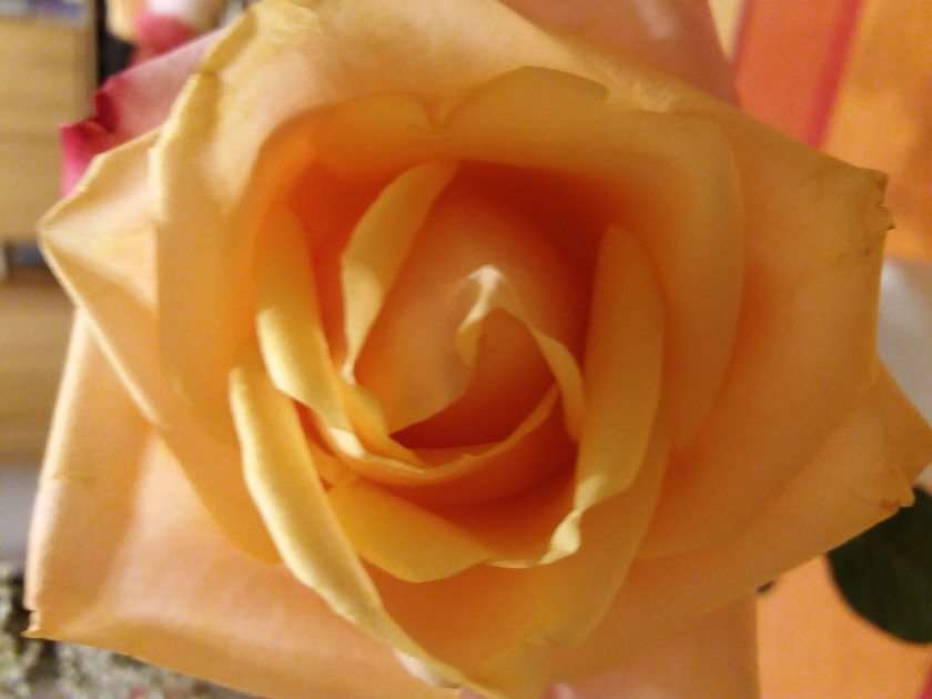 Růže online puzzle