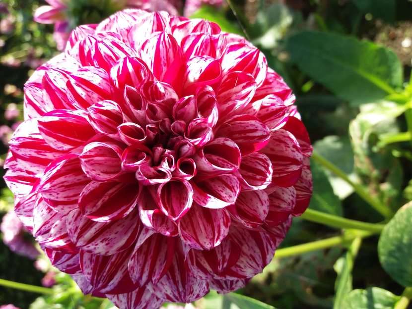 Dahlia pussel online från foto