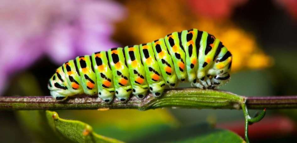 macro caterpillar online puzzle