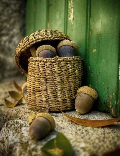 acorns puzzle online from photo