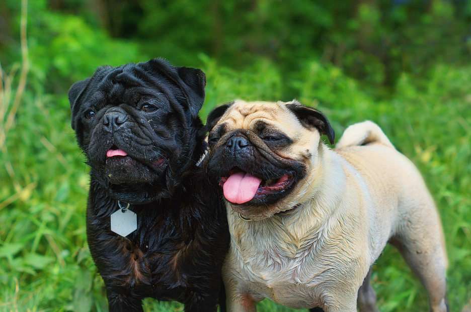 Pugs puzzle online from photo