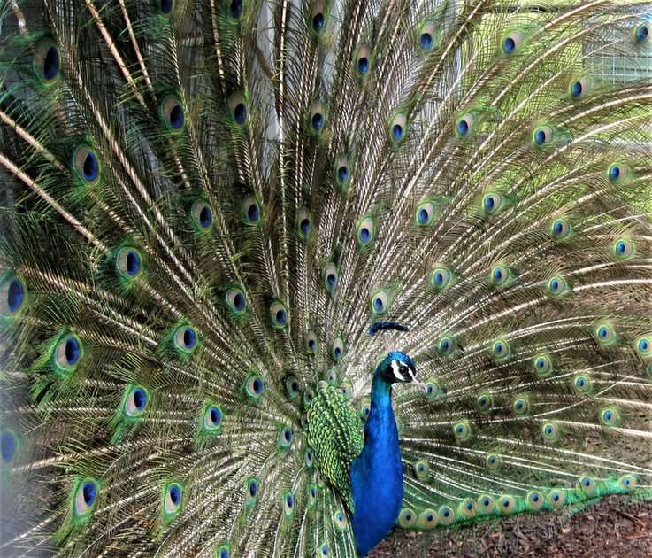 Peacock online puzzle