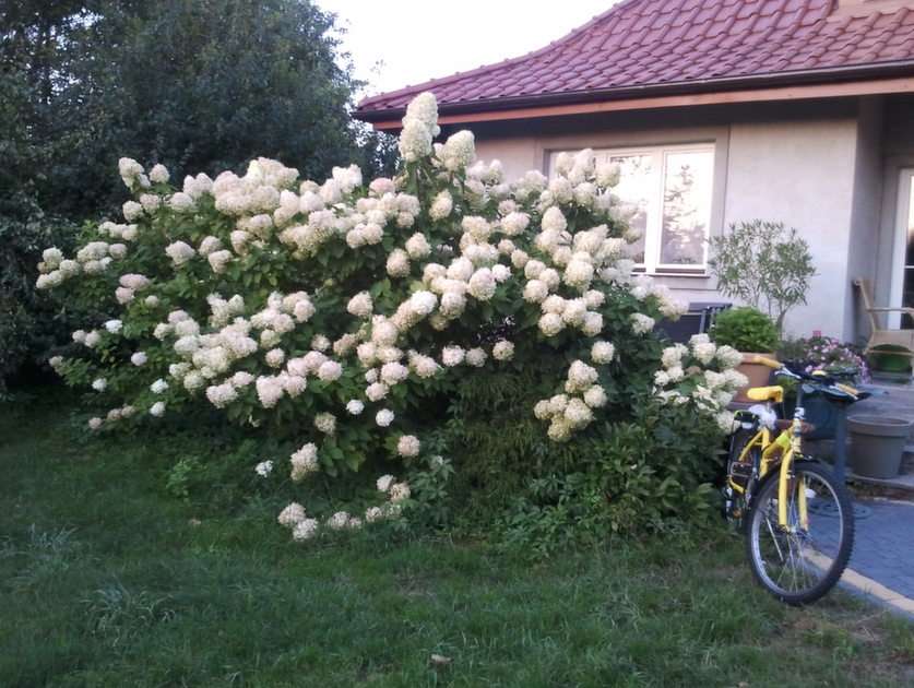 Hortensior och cykel pussel online från foto