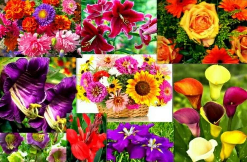цветы онлайн-пазл