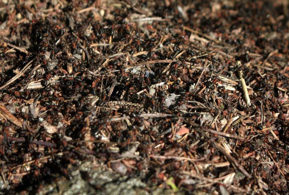 μυρμήγκια παζλ online από φωτογραφία