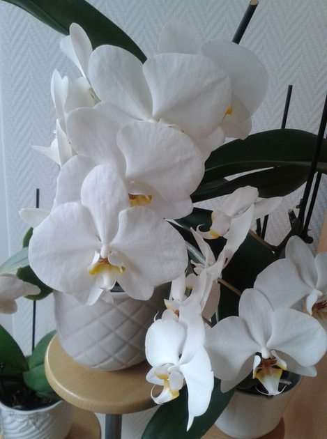Orchidee puzzle online