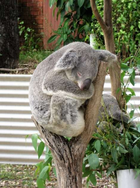 Koala adormită puzzle online