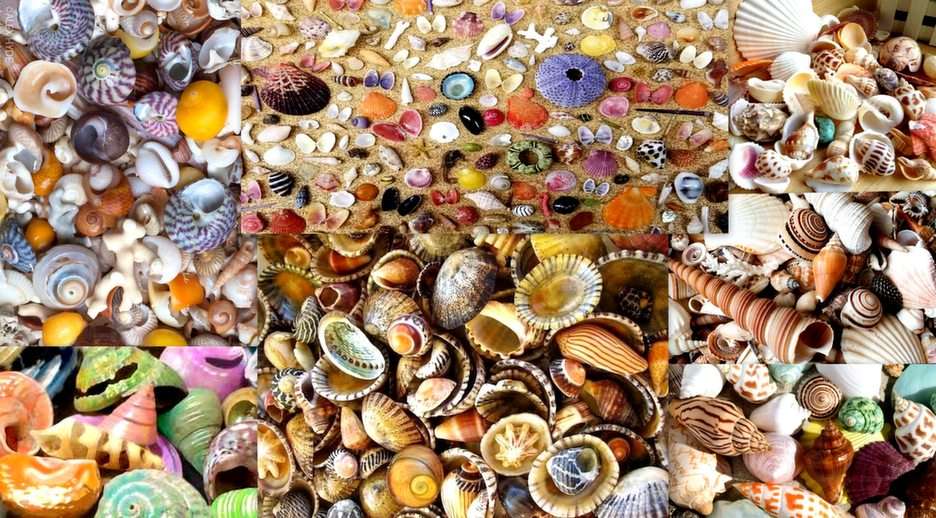 színes tengeri kagylókból puzzle online fotóról