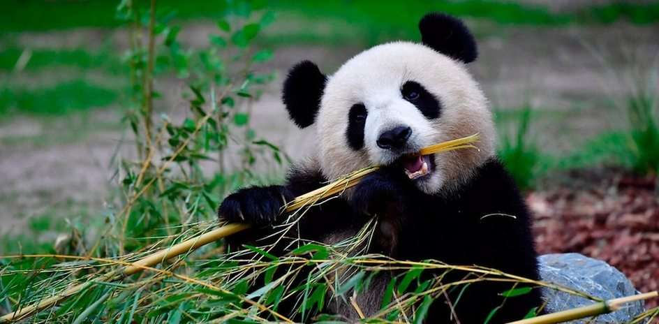panda Pussel online