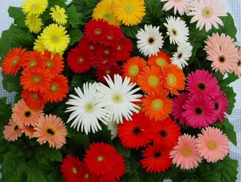 Blumen puzzel online van foto