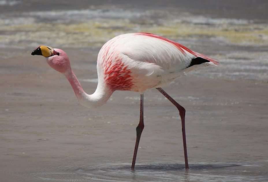 flamingo puzzel online van foto