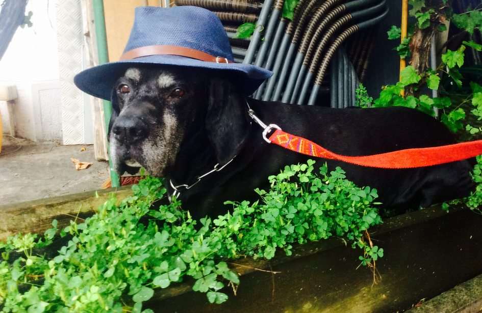 Hund mit Hut rompecabezas en línea