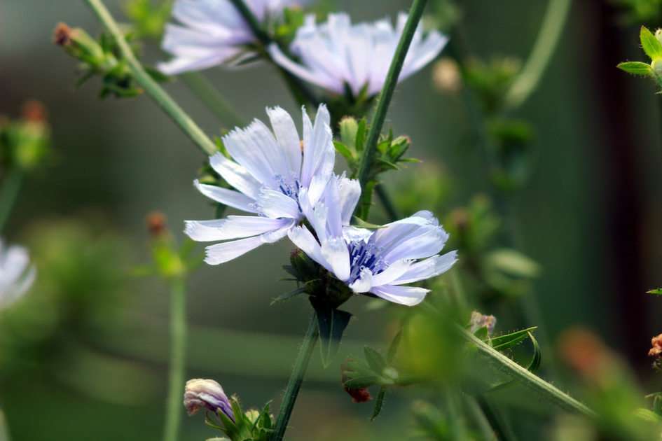 chicory flower puzzle from photo