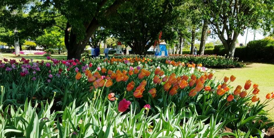 Градина от лалета, парк Laurel Bank, Toowoomba, QLD онлайн пъзел от снимка