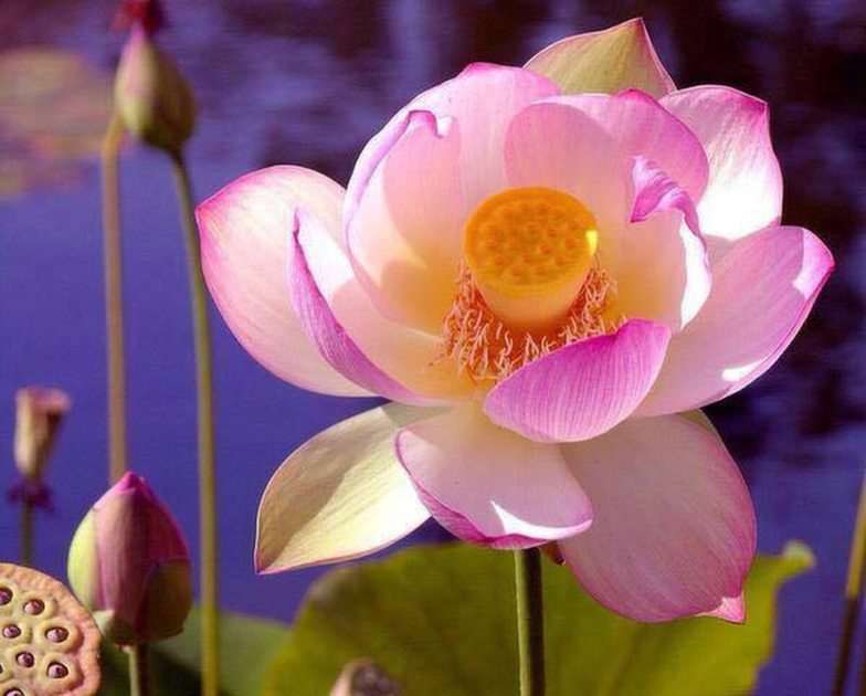 Gyönyörű virág online puzzle