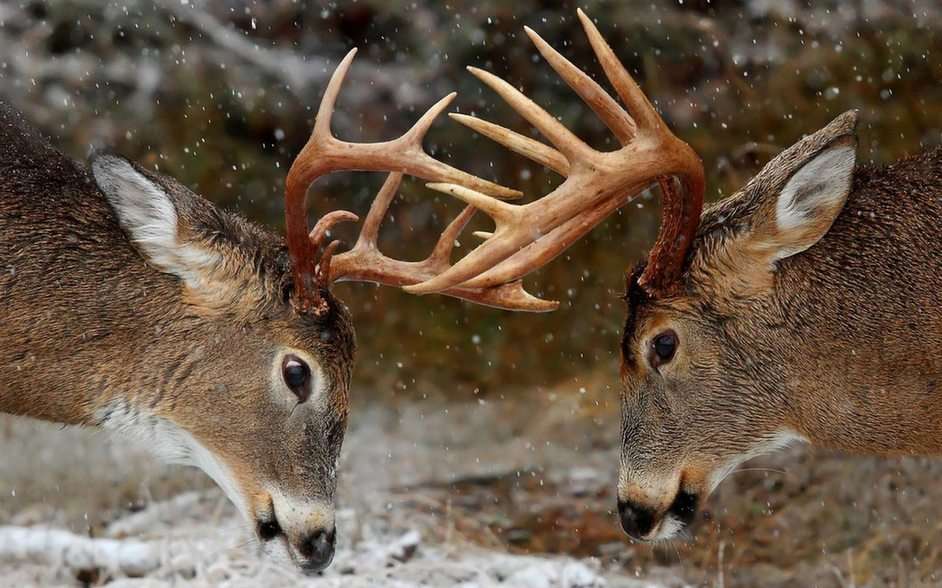 deer puzzle online from photo