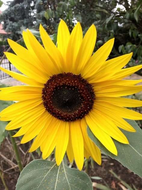 floarea soarelui puzzle