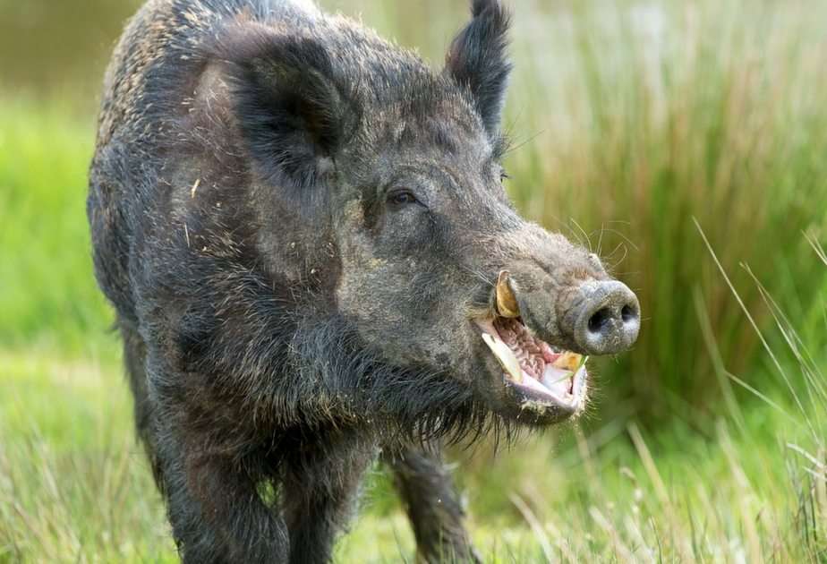 Wild boar puzzle online from photo