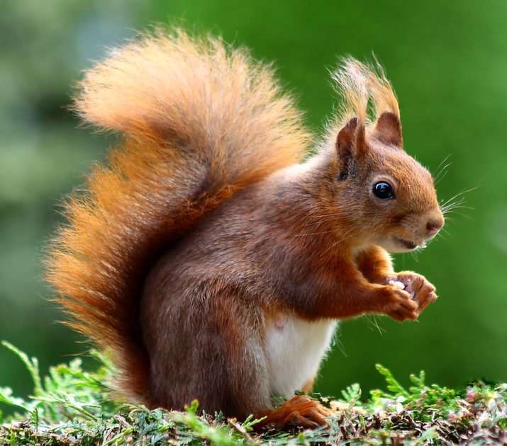 Eichhörnchen puzzle online fotóról