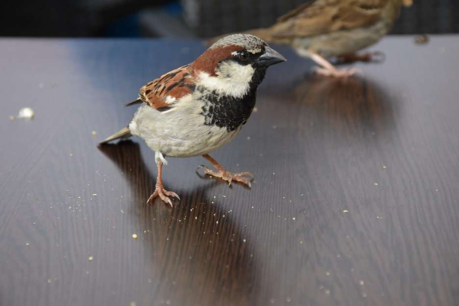 sparrows puzzle online from photo