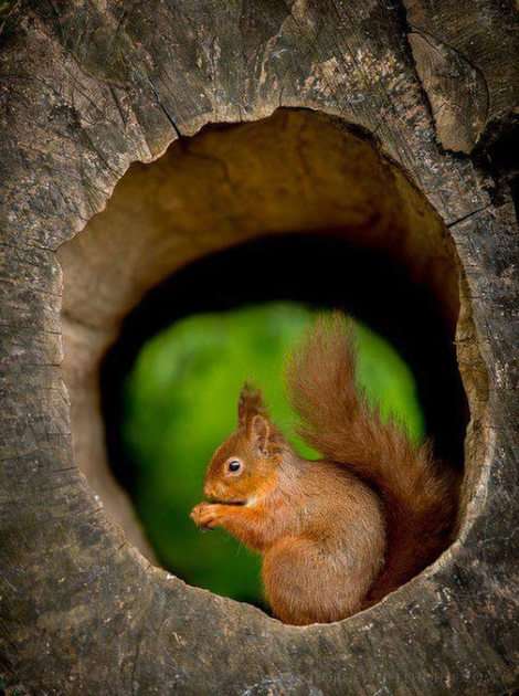 Eichhörnchen Online-Puzzle vom Foto