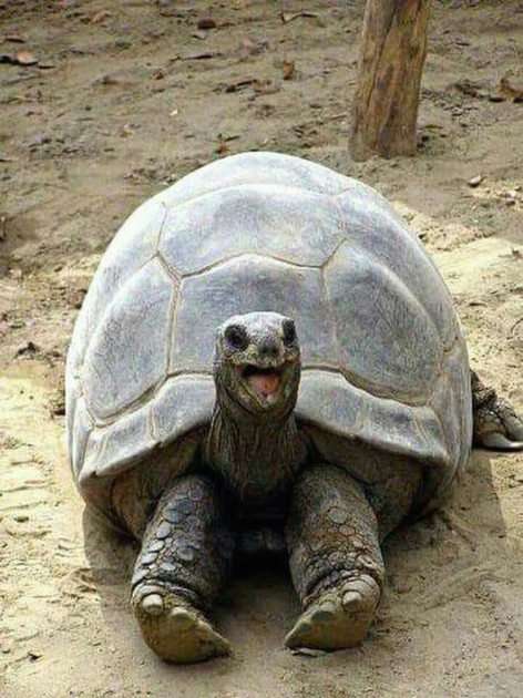 μικρή χελώνα παζλ online από φωτογραφία