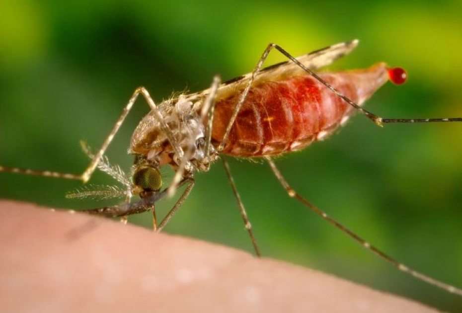 ελονοσία anopheles παζλ online από φωτογραφία