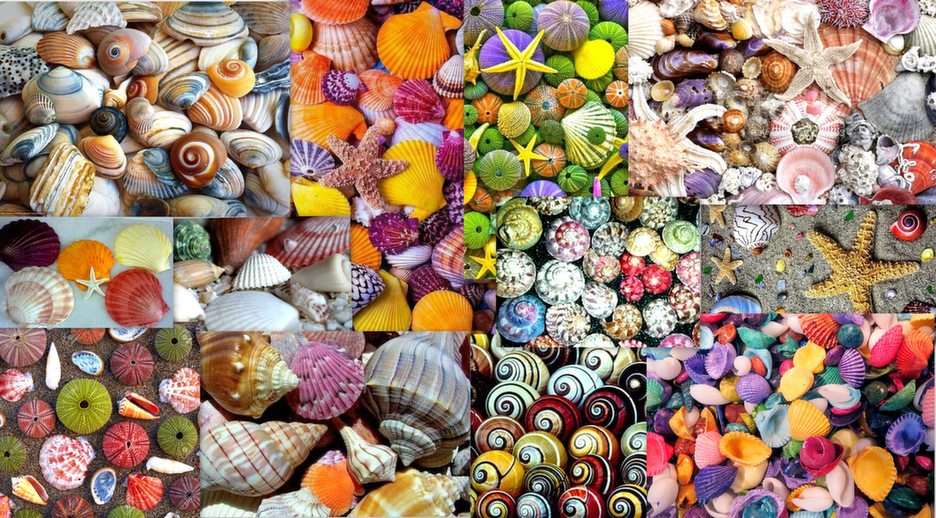 színes tengeri kagylókból online puzzle