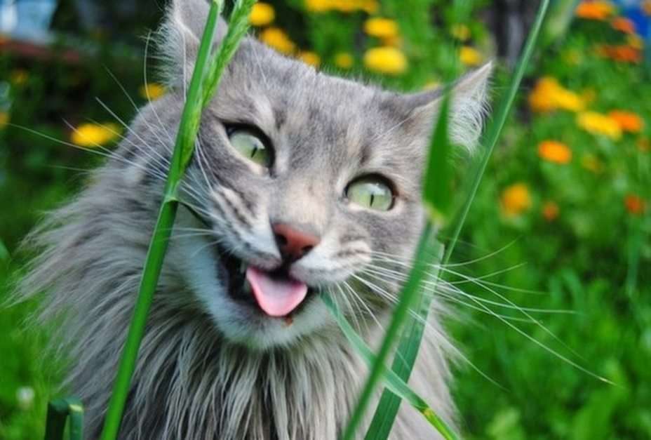 Silly Cat pussel online från foto