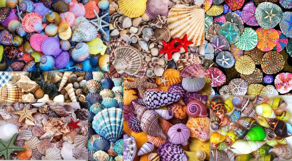 kleurrijke schelpen online puzzel
