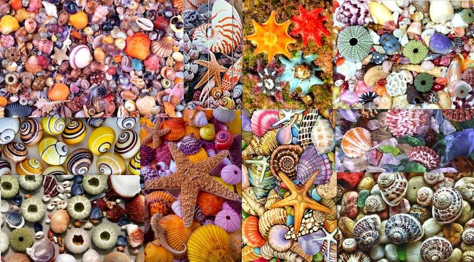 conchas de colores puzzle online a partir de foto