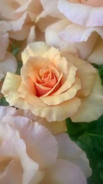 Flor rosa puzzle online