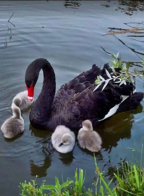 black swan puzzle online from photo